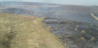 Олександрія знову “відзначилась” спаленням сухостою, який гасили пожежники