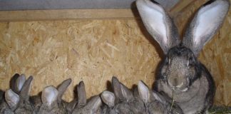 В Олександрії крадії намагались викрасти “вухатих”