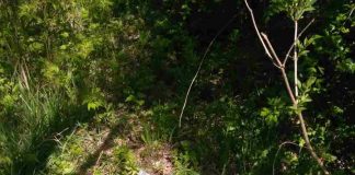 Затримано ймовірного вбивцю олександрійського військового