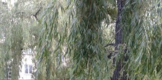Біля дитячого майданчика впало дерево, ледве не зачепивши людину (Фото)