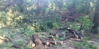 Поліція викрила олександрійців, які незаконно вирубували ліс (ФОТО)