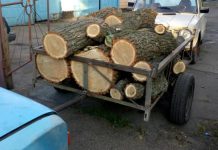 На Кіровоградщині виявили незаконних «лісорубів»