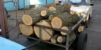 На Кіровоградщині виявили незаконних «лісорубів»