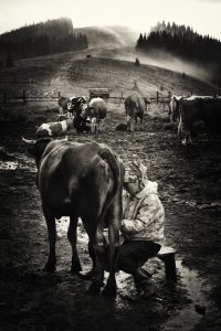 Morning on a farm