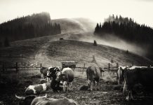 Персональна фотовиставка олександрійця в Пекіні (Фото)