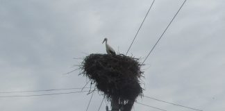 Історія врятованого на Олександрійщині лелеки знайшла своє продовження
