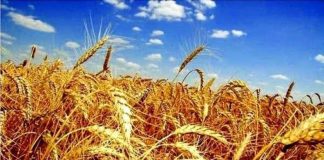 Результати жнивної кампанії в області відповідають прогнозам аграріїв