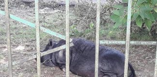 В Новій Празі циркові тварини більше тижня виживають під пекучим сонцем