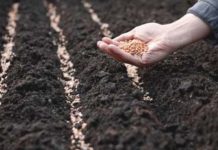 В Олександрійському районі готово 100% площ під посіви озимих культур