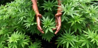 За вирощування коноплі житель Веселого отримав три роки позбавлення волі