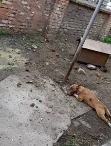 собака