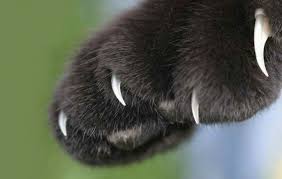 images (1)