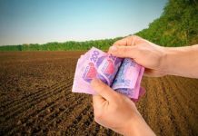 На Кіровоградщині продаж оренди земельних ділянок приніс місцевим бюджетам понад 11 млн грн
