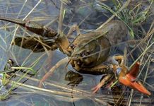 Вступила в дію заборона на вилов раків на водоймах Кіровоградщини