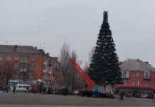 Головна ялинка Олександрії майже вдягнута в зелене вбрання