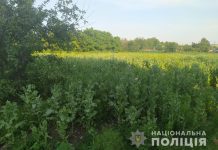 Сусіди здали поліції мешканця Кіровоградщини за вирощування коноплі та маку