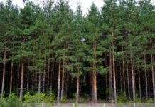 На Кіровоградщині перевірять та проведуть детальний опис земельного фонду
