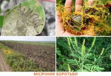 На Кіровоградщині розпочався місячник знищення вогнищ карантинних організмів