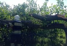 На декількох вулицях Олександрії було ускладнено проїзд через аварійні дерева