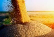 Цьогоріч аграрії Кіровоградщини зібрали рекордну кількість врожаю за останні 30 років